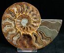 Beautiful Cut/Polished Ammonite (Pair) #11796-2